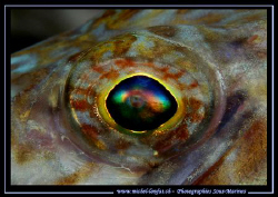 The eye of a Lezard Fish... :O) by Michel Lonfat 